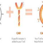 ویرایش ژنی می تواند سمیت درمان با CAR Tcell  را در AML کاهش دهد