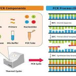 اصول کار PCR