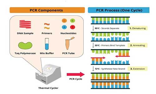 اصول کار PCR