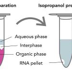 استخراج RNA با ترایزول (TRIzol)