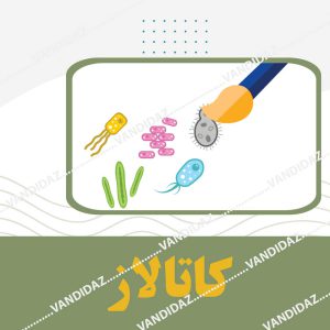 فروش تست كاتالاز