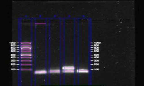 بهینه سازی PCR