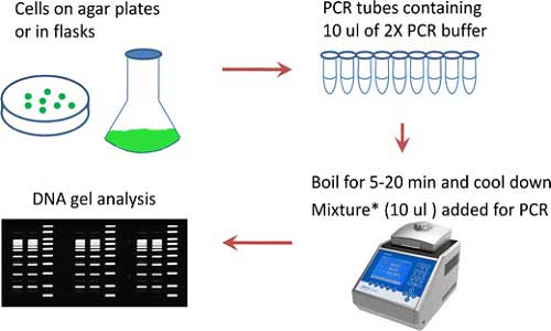 غربالگری کلنی توسط PCR