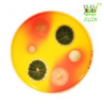 Dermatophyte Test Medium