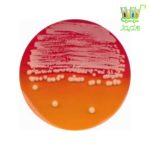 Dermatophytes Selective Agar (DTM) acc. to TAPL