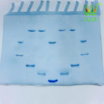 SDS-PAGE