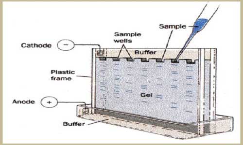 الکتروفورز Laemelli SDS-PAGE