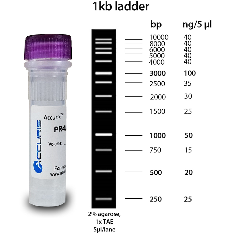 مارکر وزن مولکولی DNA –DNA Ladder