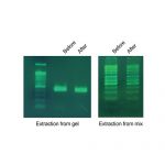 کیت خالص سازی DNA از ژل آگاروز و محصول PCR پارس توس