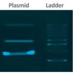 کیت استخراج پلاسمید سیناکلون plasmid Extraction Kit