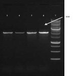 واکنش PCR: ده نکته که هیچ کس به شما نمی گوید- قسمت دوم