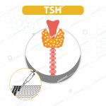 کیت الایزا TSH