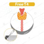 کیت الایزا Free T4