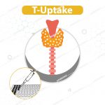 کیت الایزا T-uptake