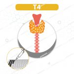 کیت الایزا T4