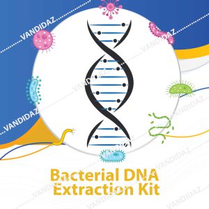 استخراج DNA از باکتری