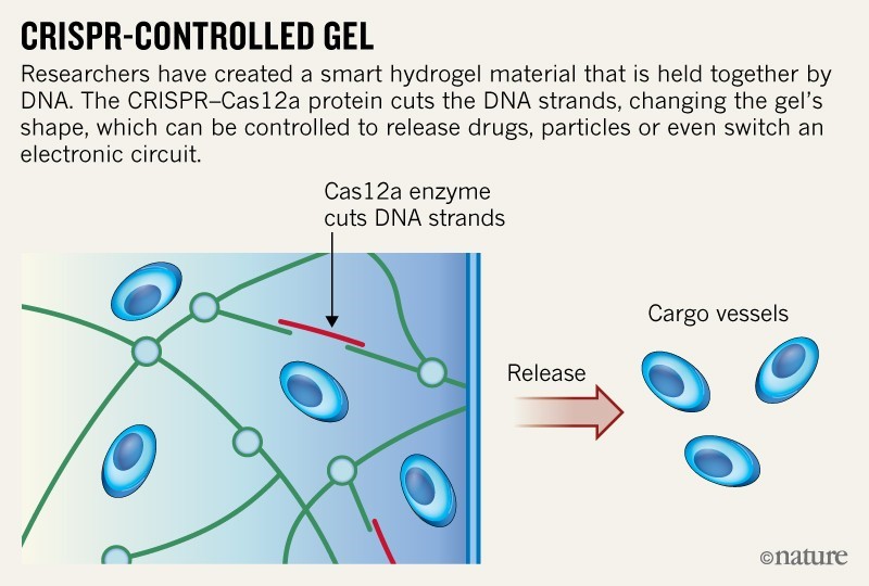برش های CRISPR ناظران بیولوژیکی