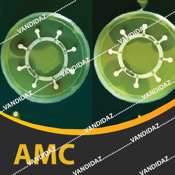 فروش دیسک آموکسی سیلین کلاولانیک اسید (AMC)