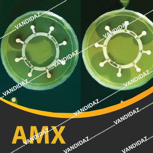 فروش دیسک آموکسی سیلین (AMX)