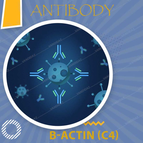 فروش پروتیین بتا اکتین Anti B-actin (C4)