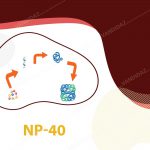 بافر ليز سلولی NP40