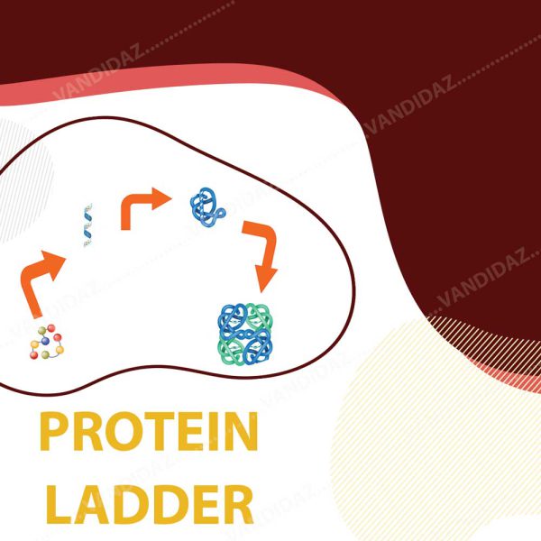 فروش لدر پروتئینی (Protein Ladder)