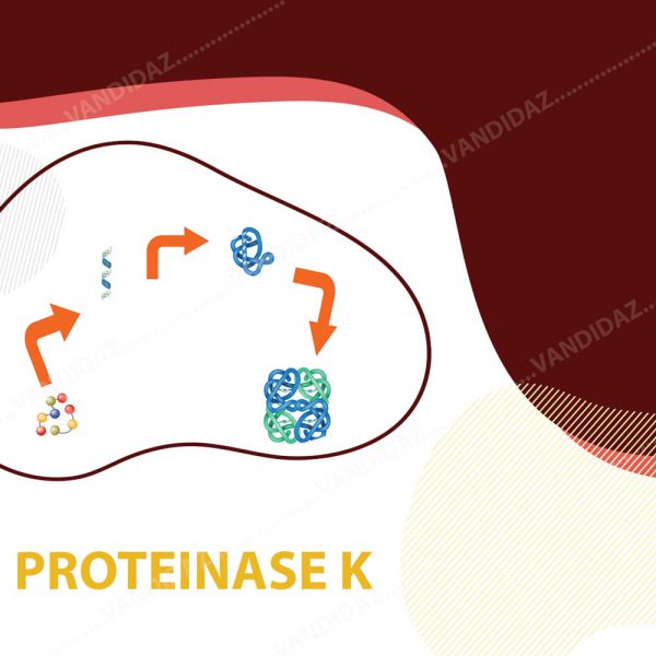 فروش آنزیم پروتئیناز K