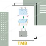 سوبسترا تترا متيل بنزيدين (TMB)