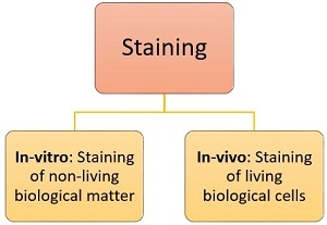 staining-2-types1