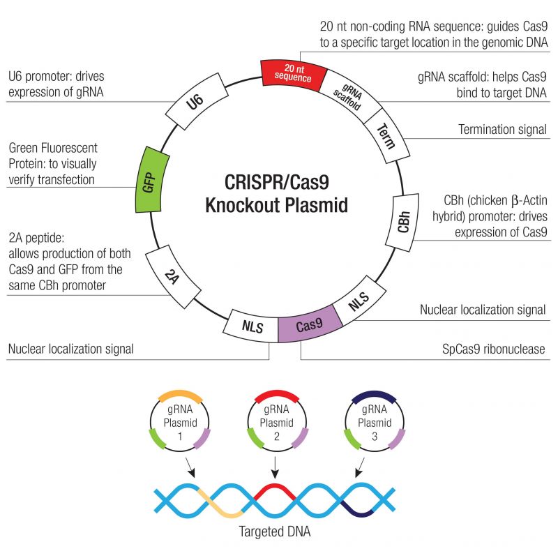 کارگاه معرفی تکنولوژی های ویرایش ژنوم یوکاریوتی با تاکید بر تکنولوژی مدرن CRISPR/Cas9